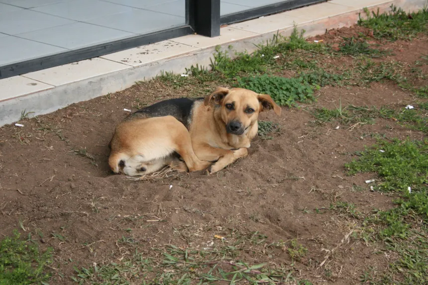 Mixed or Regional Desi Variants