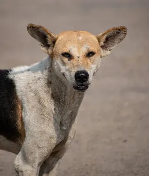 Indian Pariah Dog