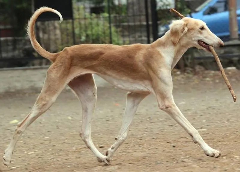 Mudhol Hound
